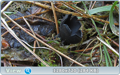 0_1040ab_d98d29f2_orig.png