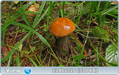 0_110558_ceac8500_orig.png