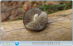 0_137ad0_c1665199_orig.png