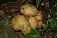 0_eb335_7b3117b9_orig.jpg