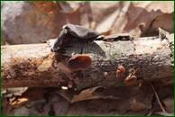 0_f47d5_9c69242c_orig.jpg
