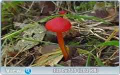 0_112173_88fdf6ca_orig.png