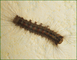 0_e5882_bbf663d2_orig.png
