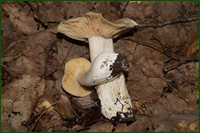 0_e5a80_aa38f01c_orig.png
