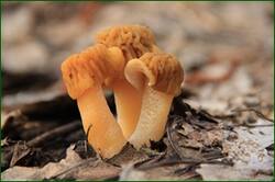 0_11e8d9_14316316_orig.jpg