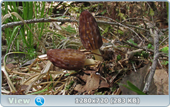 0_105633_f7f57833_orig.png
