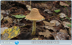 0_112113_94a407b4_orig.png