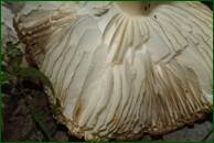 0_eb36e_b3ccd346_orig.jpg