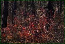 0_f1442_68bb9122_orig.jpg