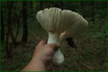 0_fc69f_2edaf712_orig.jpg