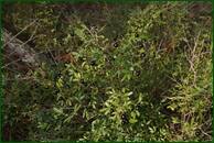 0_ef62f_7255d0e7_orig.jpg
