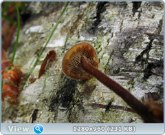 0_102868_ada58f74_orig.png