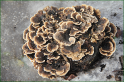0_11900e_1f822b47_orig.png