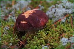 0_12925e_86e89f7_orig.jpg