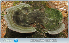 0_102060_c3ae6054_orig.png