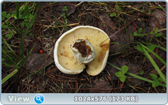 0_11fca0_8c0ca75c_orig.png