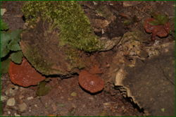 0_e6584_6eb8e687_orig.png
