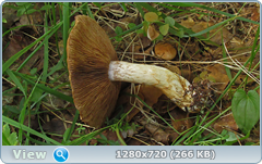 0_10b2ba_f80ca45d_orig.png