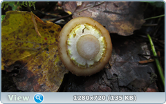 0_11227e_d01c7ed_orig.png