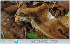 0_11b7e8_6bfb29f1_orig.png