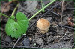 0_125e0d_49320618_orig.jpg