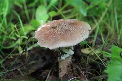 0_125e11_d932afde_orig.jpg