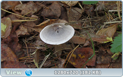 0_11339a_351f0da6_orig.png