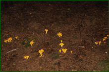 0_e9ce3_93633397_orig.png