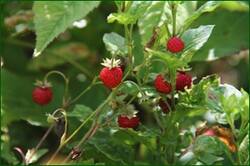 0_12876e_88495d97_orig.jpg