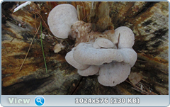 0_12bf25_50c75d96_orig.png