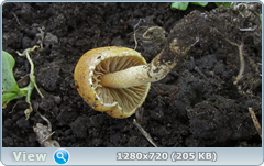 0_10933d_ab82f4c_orig.png
