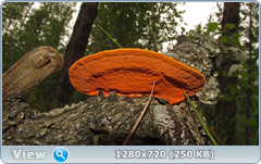 0_10a347_4366ce8e_orig.png