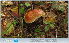 0_1120af_7d8acaa9_orig.png