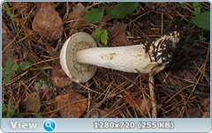 0_10f27f_26094620_orig.png
