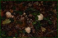 0_ef8fc_6365f814_orig.jpg