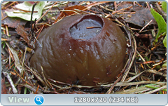 0_1037e5_87ed70be_orig.png