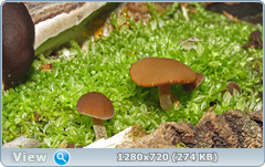 0_1067cb_37795cf_orig.png