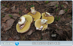 0_1073e1_b63ea337_orig.png