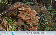 0_112aa0_351c6d5_orig.png