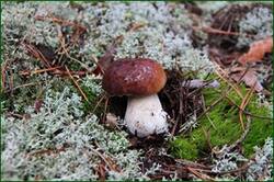 0_12e52a_ca0cb409_orig.jpg