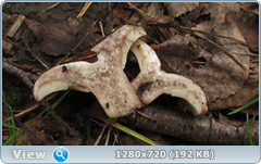 0_10a307_719acdbf_orig.png