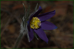 0_e3092_46239829_orig.png