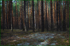 0_e3098_69d17f5b_orig.png