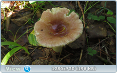 0_10aed8_ef174070_orig.png