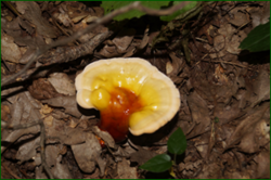0_e658e_36a0027b_orig.png