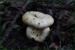 0_1282b1_55ccc0d6_orig.jpg