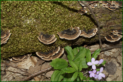 0_e23c5_6bfbd292_orig.png
