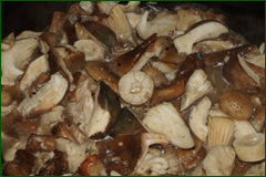 0_e531e_3eb0839f_orig.png