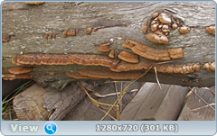 0_114fed_d74183c3_orig.png