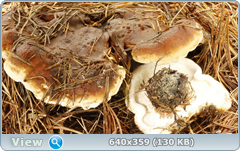 0_11b774_d2bd953d_orig.png